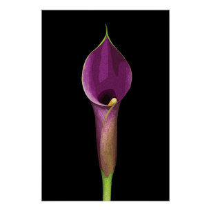 Poster Illustration élégante de lys calla violet