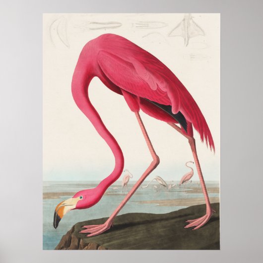 Poster Illustration Flamant rose rose (Devant)