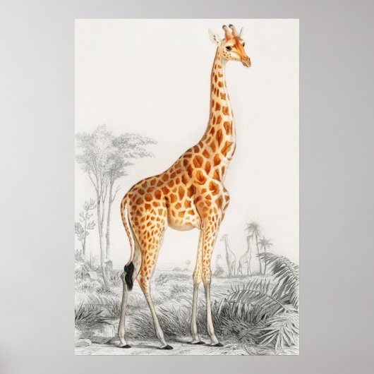 Poster Illustration Giraffe Art Vintage Imprimer (Devant)