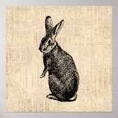 Poster Illustration lapin antique avec script (Devant)