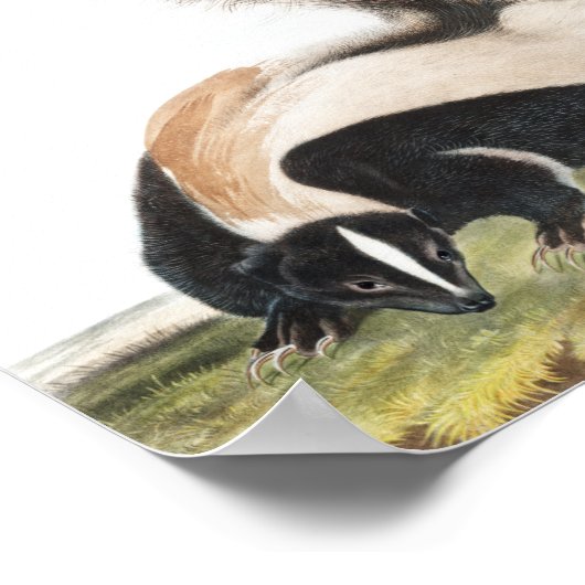 Poster Illustration LargeTail Skunk Mephitis macroura (Coin)