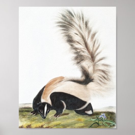 Poster Illustration LargeTail Skunk Mephitis macroura (Devant)