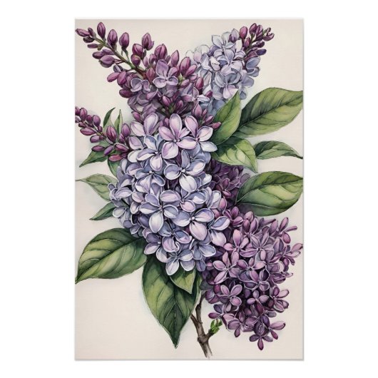 Poster Illustration Lilacs Purple Lilac Bush (Devant)