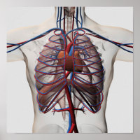 Illustration Médicale De La Poitrine Masculine