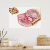 Poster Illustration Médicale D'EndOlymph (Cuisine)