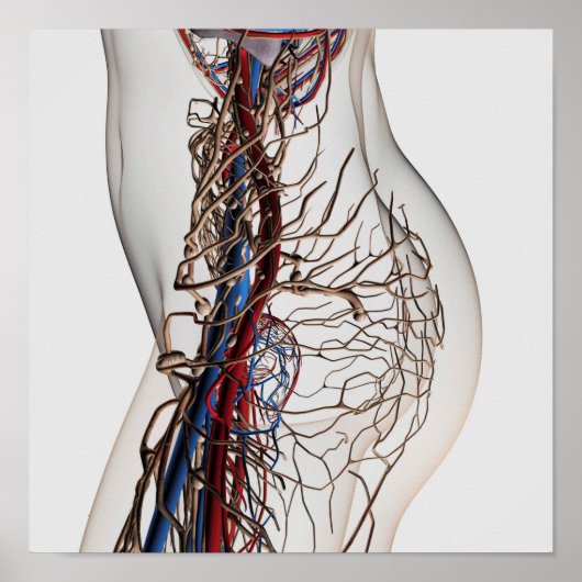 Poster Illustration Médicale Des Artères 2 (Devant)