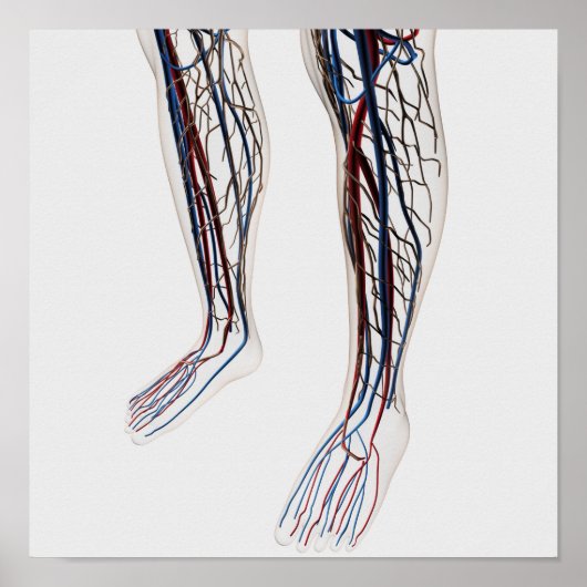 Poster Illustration Médicale Des Artères 3 (Devant)