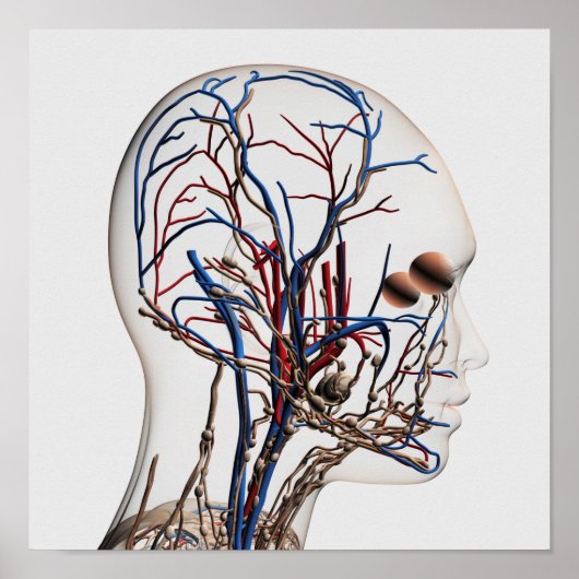 Poster Illustration Médicale Des Artères De Tête 1 (Devant)