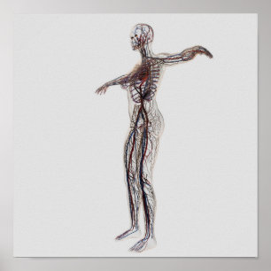 Poster Illustration Médicale des artères femelles, vein