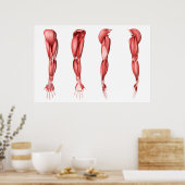 Poster Illustration Médicale Des Muscles Armés Humains (Cuisine)