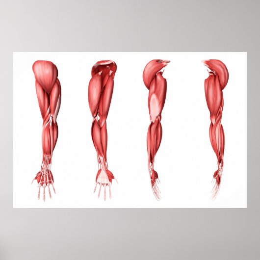 Poster Illustration Médicale Des Muscles Armés Humains (Devant)