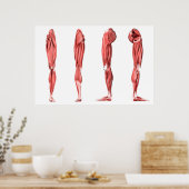 Poster Illustration Médicale Des Muscles De Jambes Humain (Cuisine)