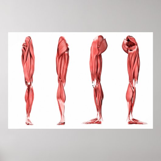 Poster Illustration Médicale Des Muscles De Jambes Humain (Devant)