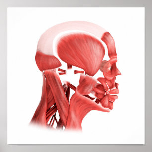 Poster Illustration Médicale des muscles faciaux