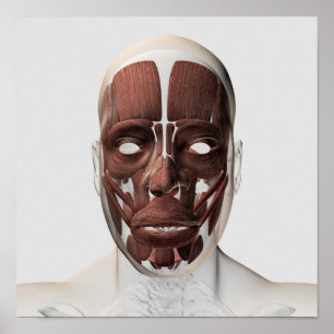 Poster Illustration Médicale Des Muscles Faciaux Hommes