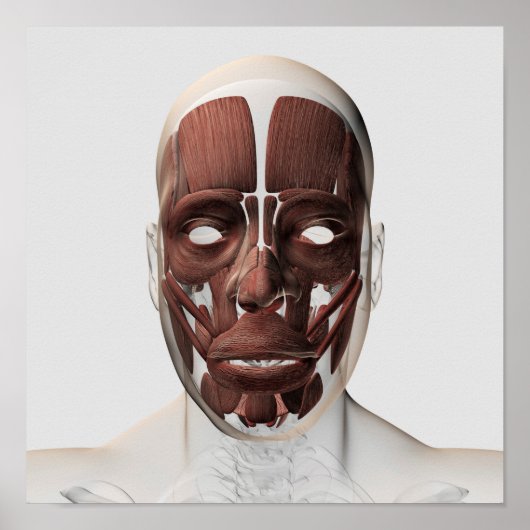 Poster Illustration Médicale Des Muscles Faciaux Hommes (Devant)
