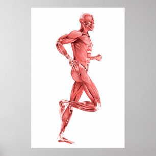 Poster Illustration Médicale des muscles masculins