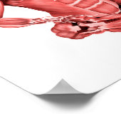 Poster Illustration Médicale Des Muscles Masculins Assis (Coin)