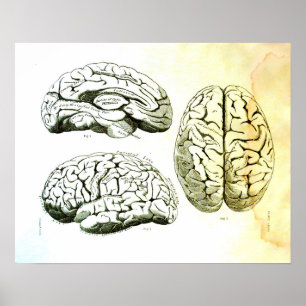 Poster Illustration Médicale du cerveau humain