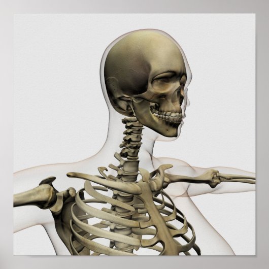 Poster Illustration Médicale Du Crâne D'Une Femme (Devant)