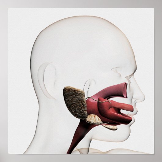 Poster Illustration Médicale Du Digestif Humain (Devant)