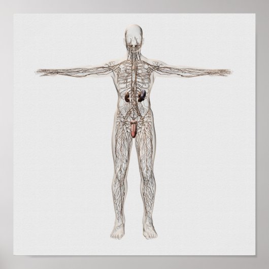 Poster Illustration Médicale Du Système Lymphatique Homme (Devant)