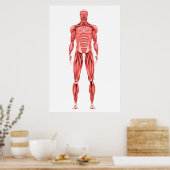 Poster Illustration Médicale Du Système Musculaire Mascul (Cuisine)