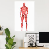 Poster Illustration Médicale Du Système Musculaire Mascul (Bureau à domicile)