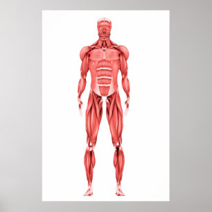 Poster Illustration Médicale Du Système Musculaire Mascul