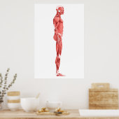 Poster Illustration Médicale Du Système Musculaire Mascul (Cuisine)