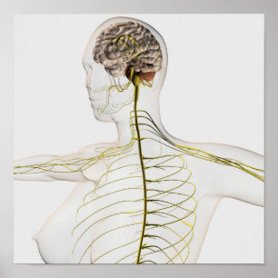 Poster Illustration Médicale Du Système Nerveux Humain