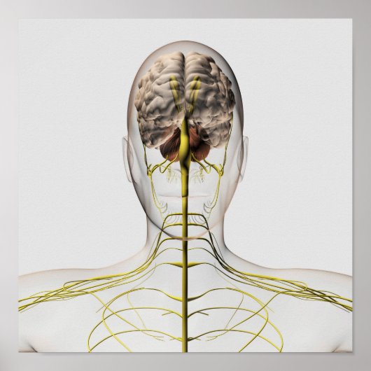 Poster Illustration Médicale Du Système Nerveux Humain 2 (Devant)