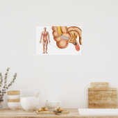 Poster Illustration Médicale D'Un Appendice (Cuisine)