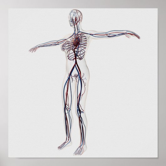 Poster Illustration Médicale : Système circulatoire fémin (Devant)