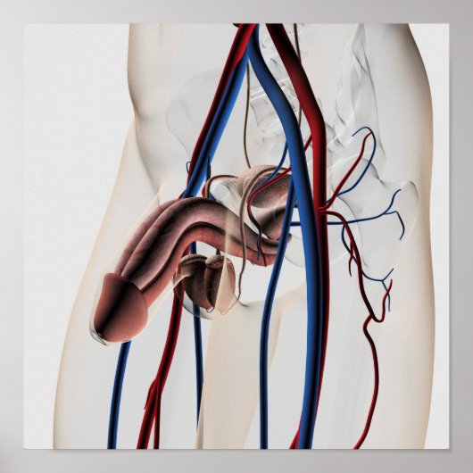 Poster Illustration Médicale : Système de reproduction ma (Devant)