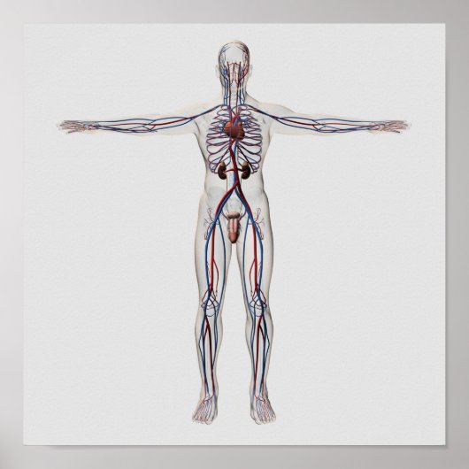 Poster Illustration Médicale : Système de reproduction ma (Devant)