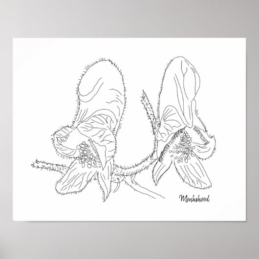 Poster Illustration Monkshood (Devant)