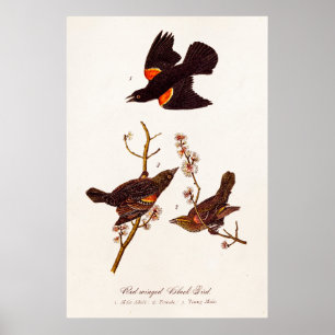 Poster Illustration noire à ailes rouges d'oiseaux de