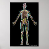 Poster Illustration of the nervous system (Devant)