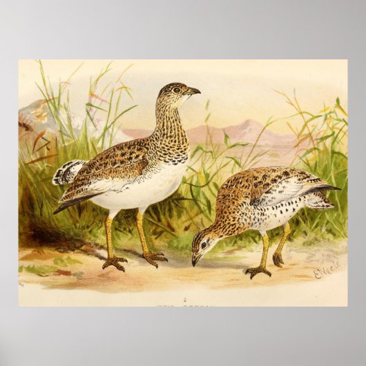 Poster Illustration Otis Tetrax (Devant)