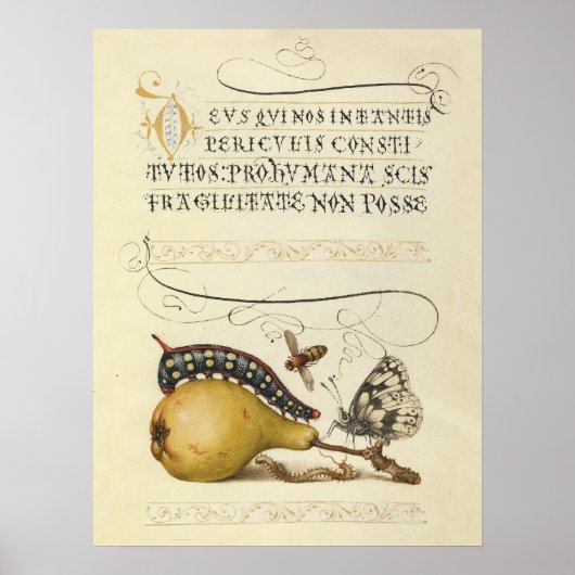Poster Illustration Papillon Abeille Fruit Insecte (Devant)