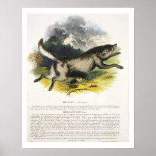 Poster Illustration pédagogique du loup (Canis lupus)