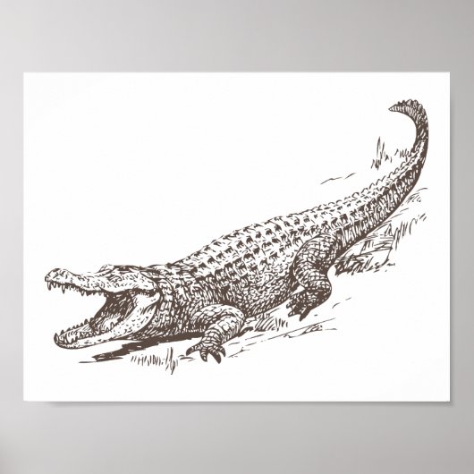 Poster Illustration réaliste d'alligator (Devant)