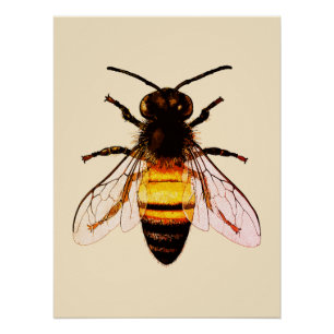 Poster Illustration réaliste d'art d'abeille à miel