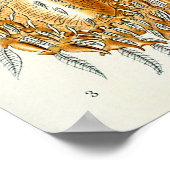 Poster Illustration scientifique Arachnid (Coin)