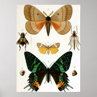 Poster Illustration scientifique Baron Carl Claus