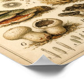 Poster Illustration Scientifique de Champignons Anciens (Coin)