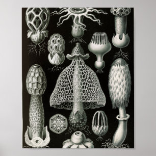 Poster Illustration scientifique de champignons Stinkhorn