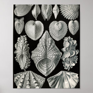Poster Illustration scientifique de coquilles bivalves vi