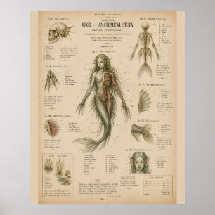 Poster Illustration scientifique d'étude anatomique de si